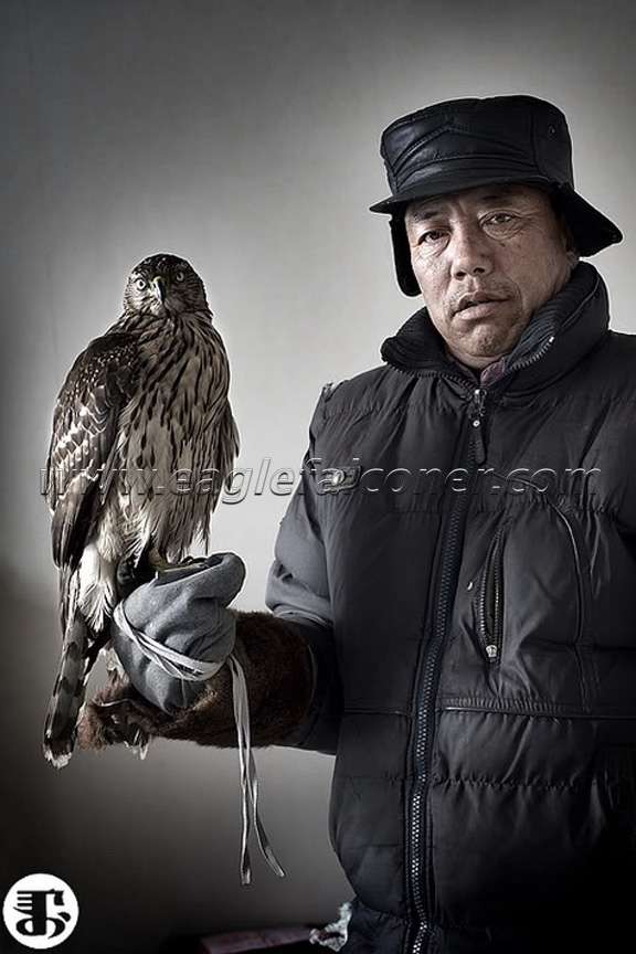 Manchu goshawker