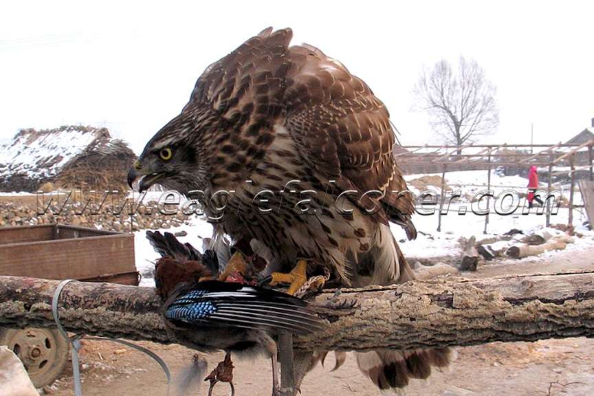 Northern Goshawk in China