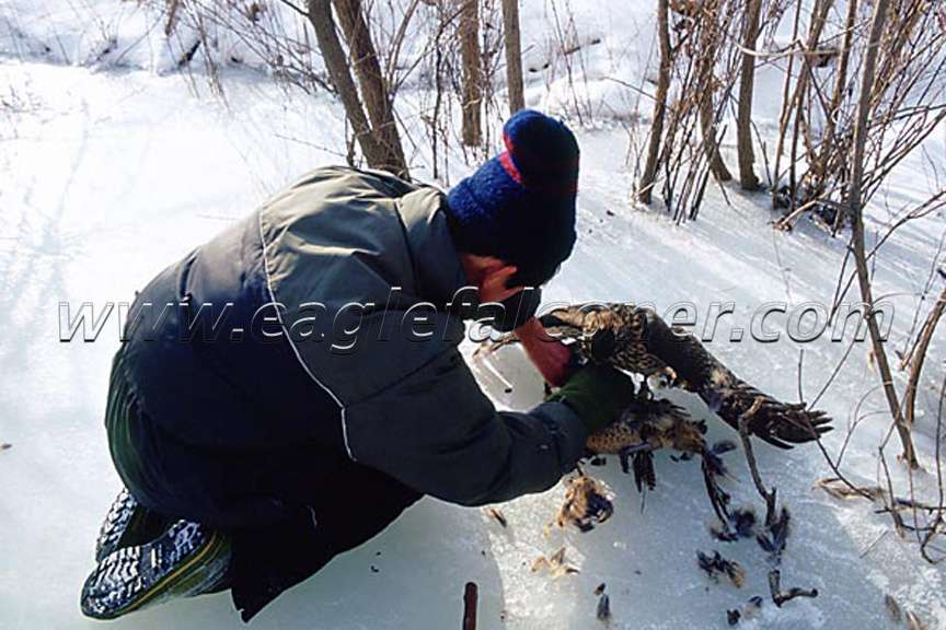 Goshawk catches a pheasant