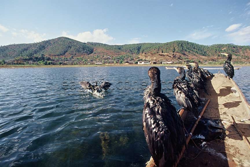 Cormorants on fishing boat