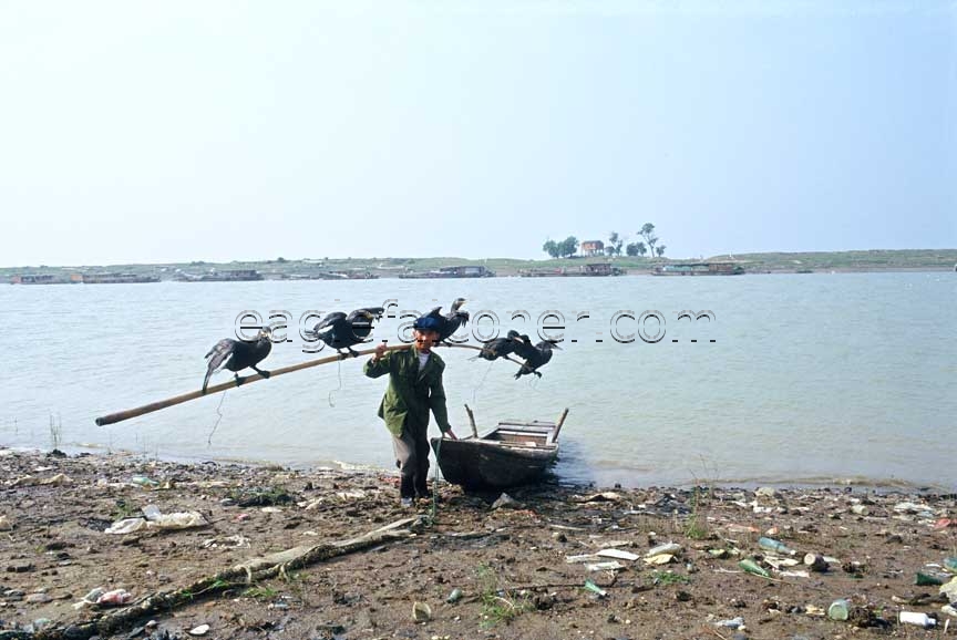 Cormorant Fishing on Poyang Lake, China.