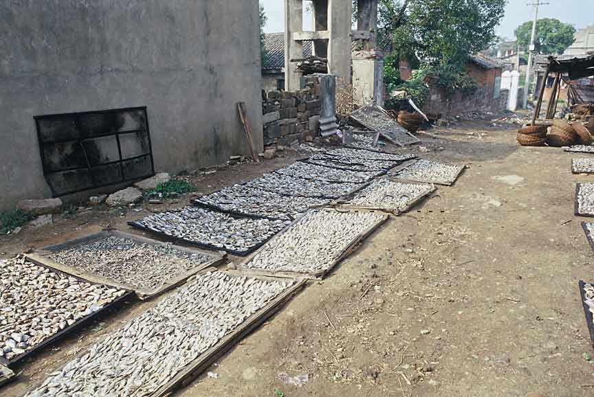 Drying Fish in China