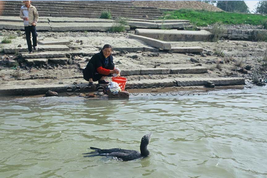 Cormorants on Poyang China