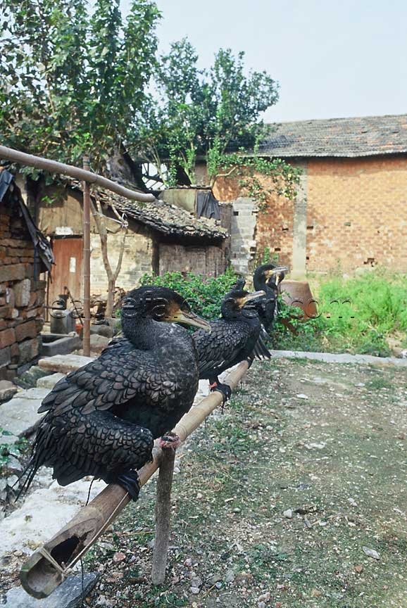 Cormorants at home in China