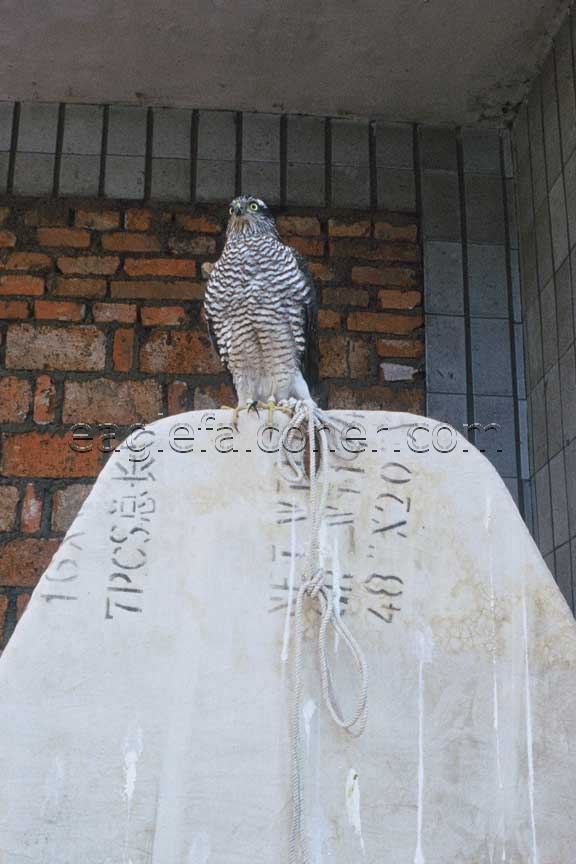 Trained Sparrow Hawk in China