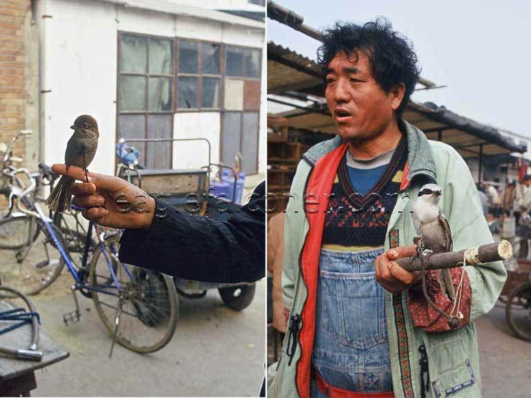 Trained Shrikes in China