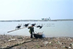 Cormorants at Poyang Lake