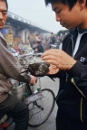 Sparrow hawk in hand