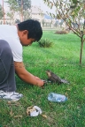 Sparrow hawk catches magpie