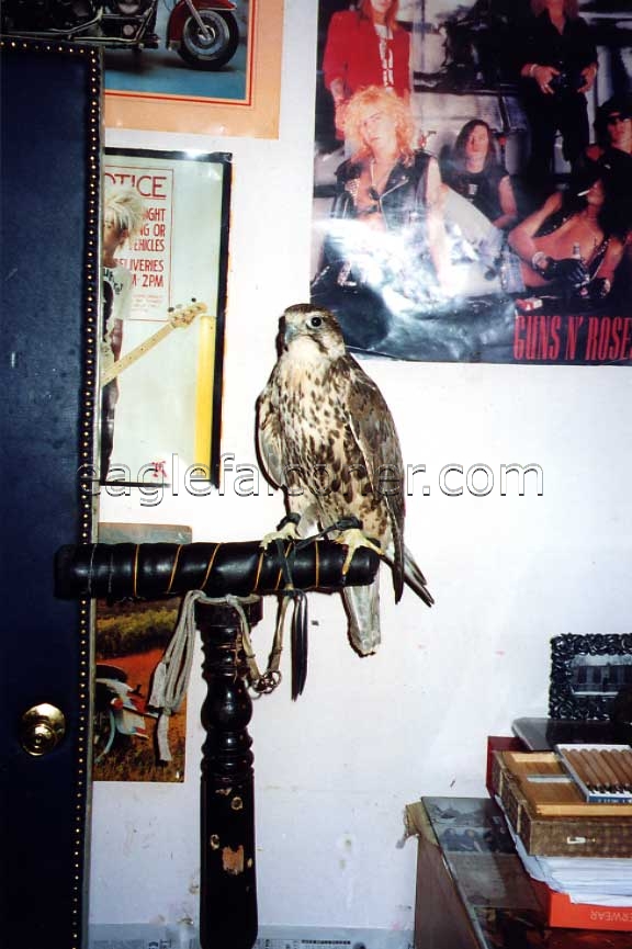 Chinese Saker falcon