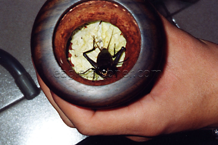 Chinese singing cricket