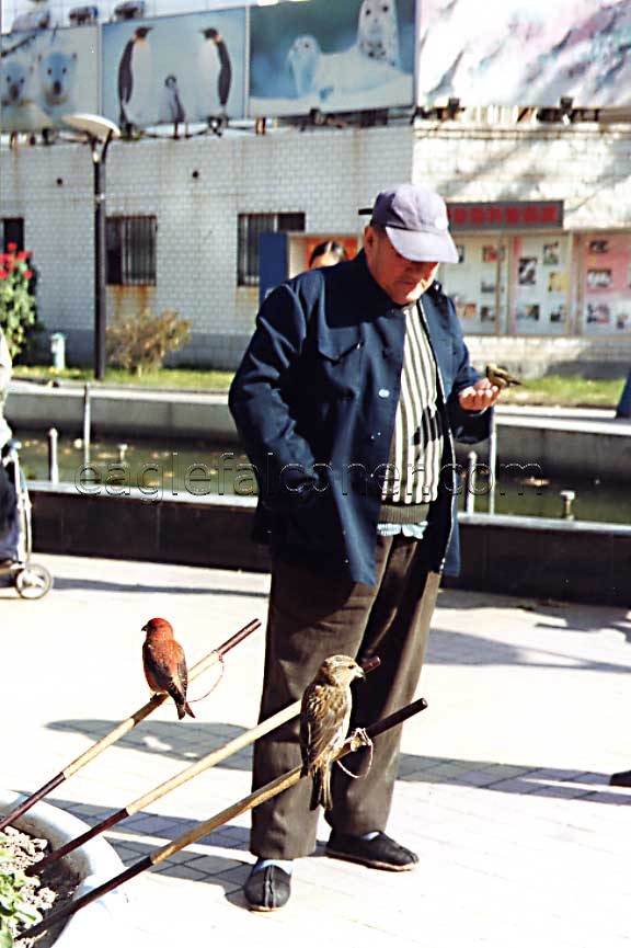 Chinese street finch