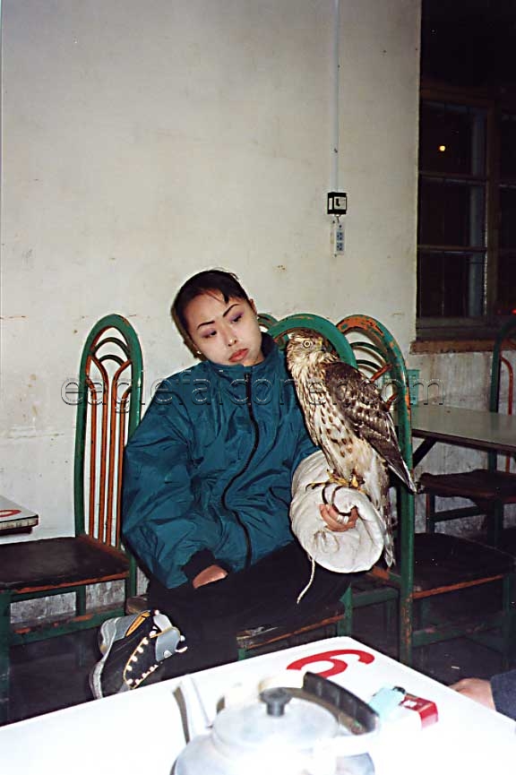 Goshawk in a restaurant