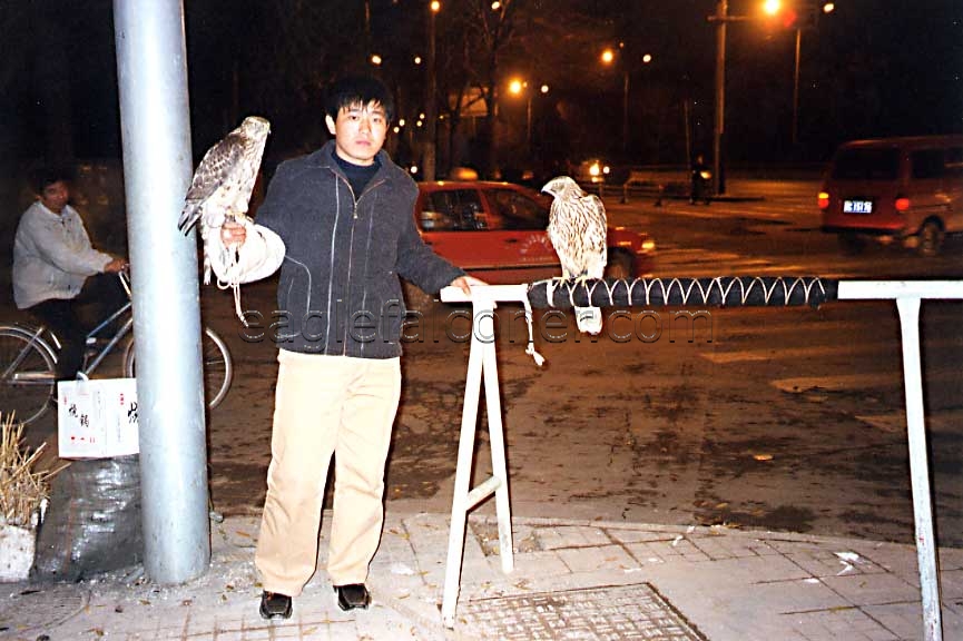 Street Goshawk