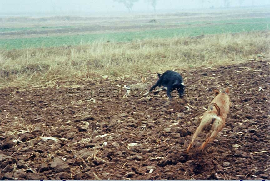 Chinese dogs and falcon chase a hare