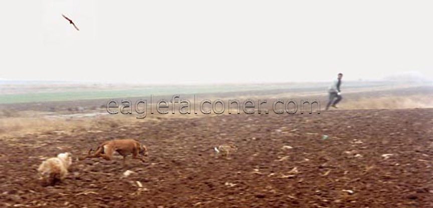 Saker falcon chases a hare