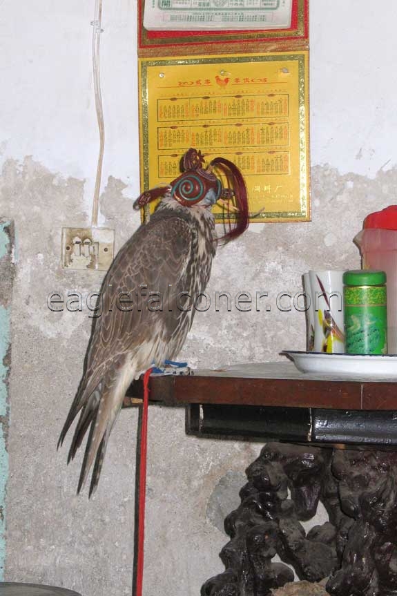 Chinese TuHu falcon 