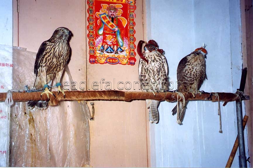 Goshawk and TuHu falcons together