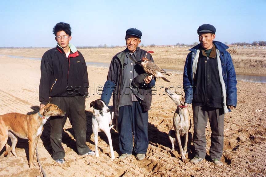 Falconry in China