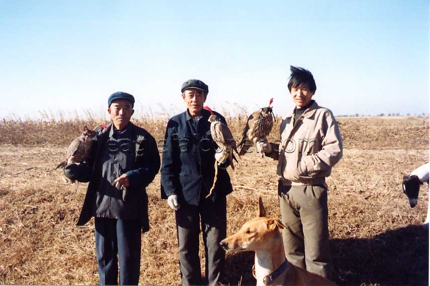 Chinese Saker Falcons used for falconry