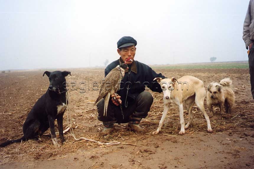 Chinese Farmer Falconer