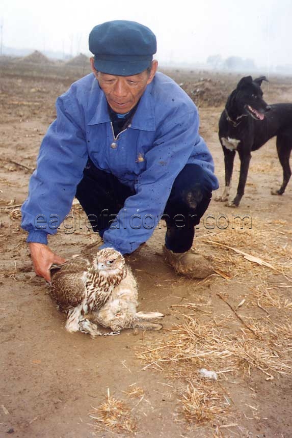 TuHu falcon with hare