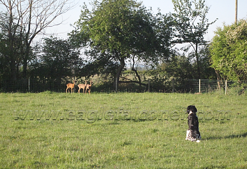 Roe deer and Large Munsterlander working dog