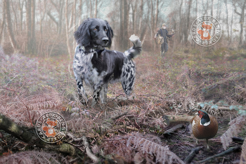 Alex Benn Munsterlander falconry dog