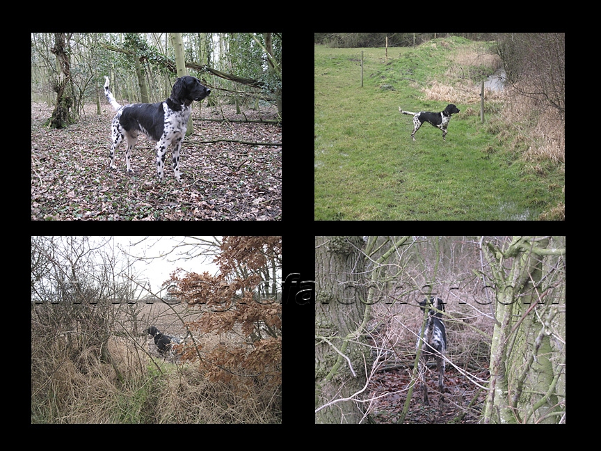 Large Munsterland pointing pheasants