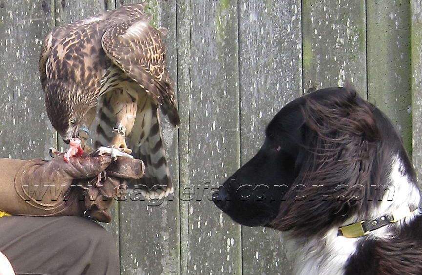 Large Munsterlander with trained Goshawk