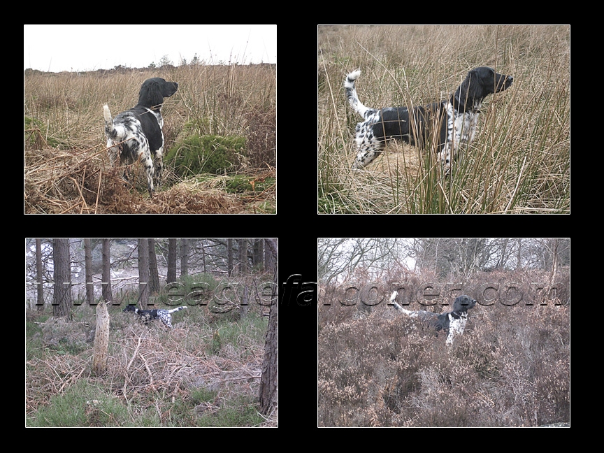 Large Munsterlander working woodland