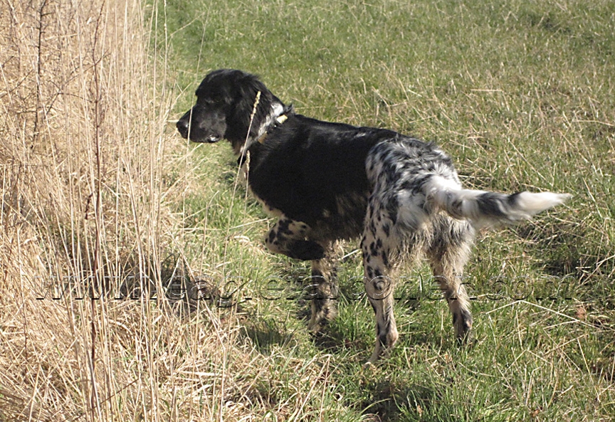 Pointing dog the Large Munsterlander