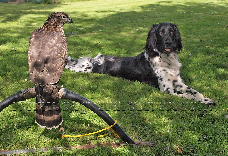 Goshawk on bowperch with Large Munsterlander