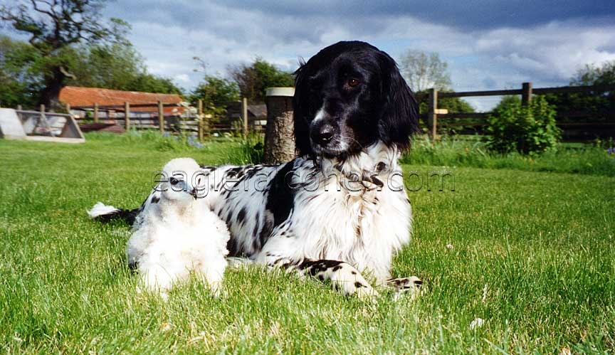 Large Munsterlander with young hawk