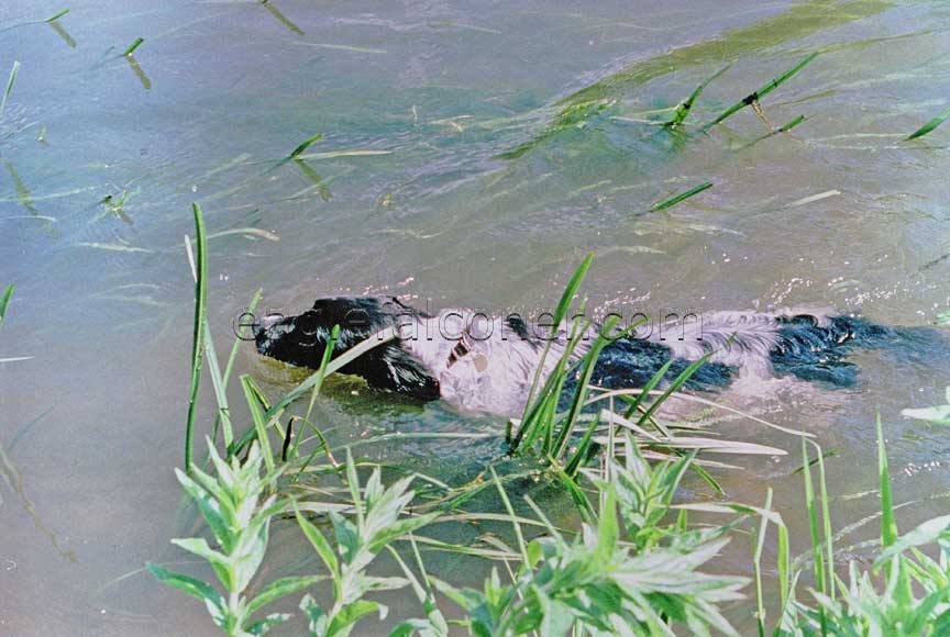 Large Munsterlander swimming