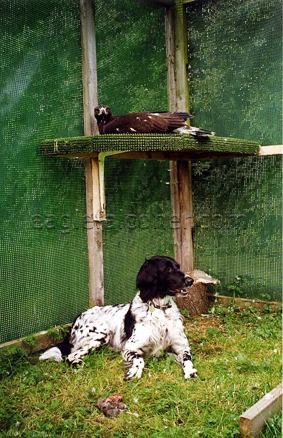 Large Munsterlander with Golden Eagle