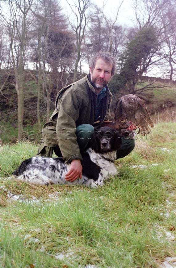 Alan Gates with Munsterlander and goshawk