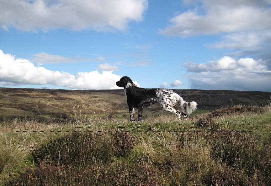 Moorland Large ~Munsterlander