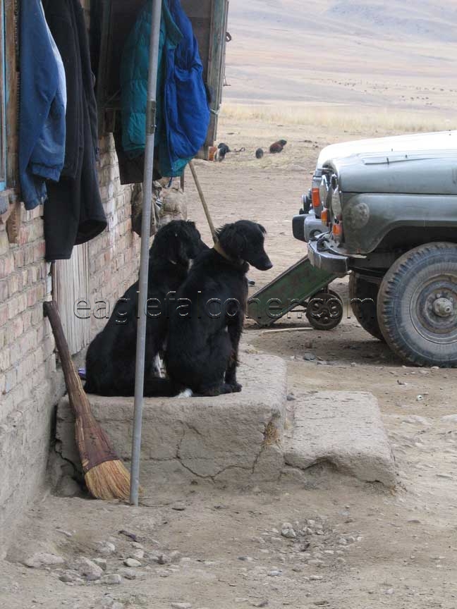 Kyrgyz Tazi dogs