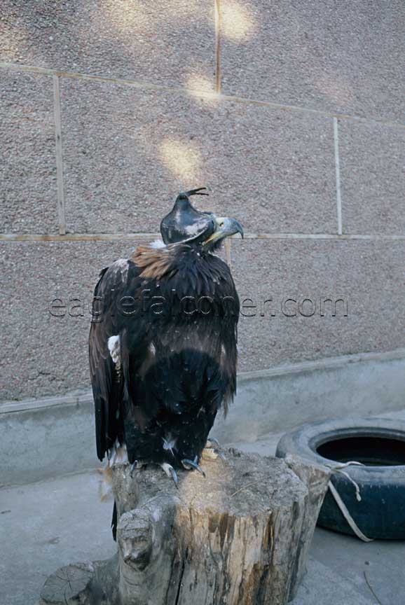 Kyrgyz eagle