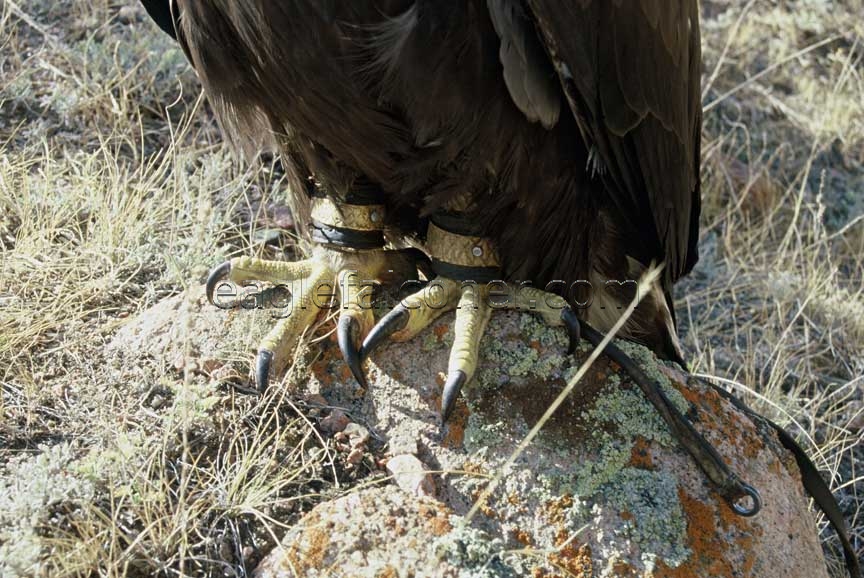 Eagles feet and talons