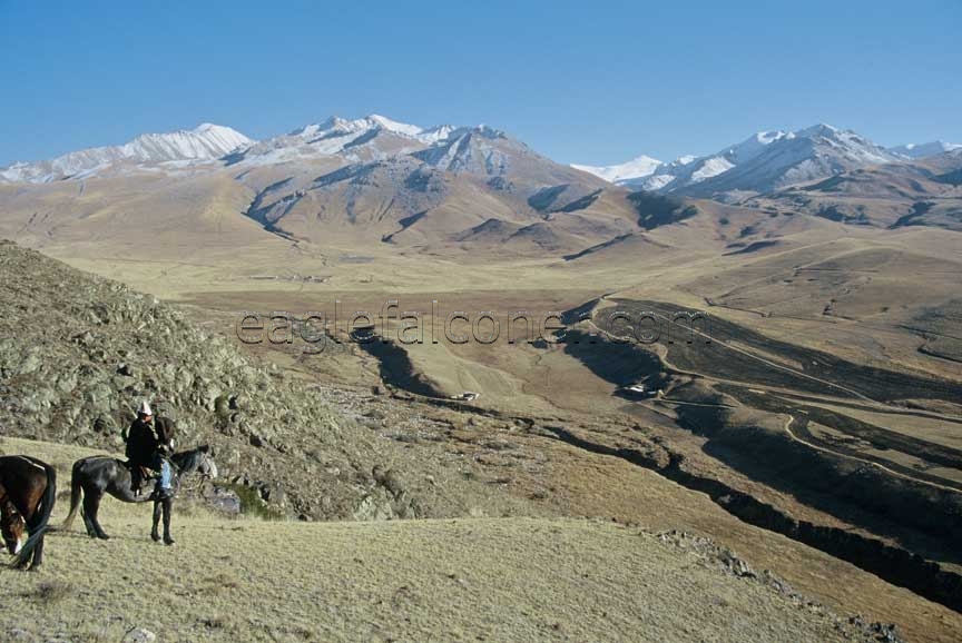 Fox hunting in Kyrgyzstan