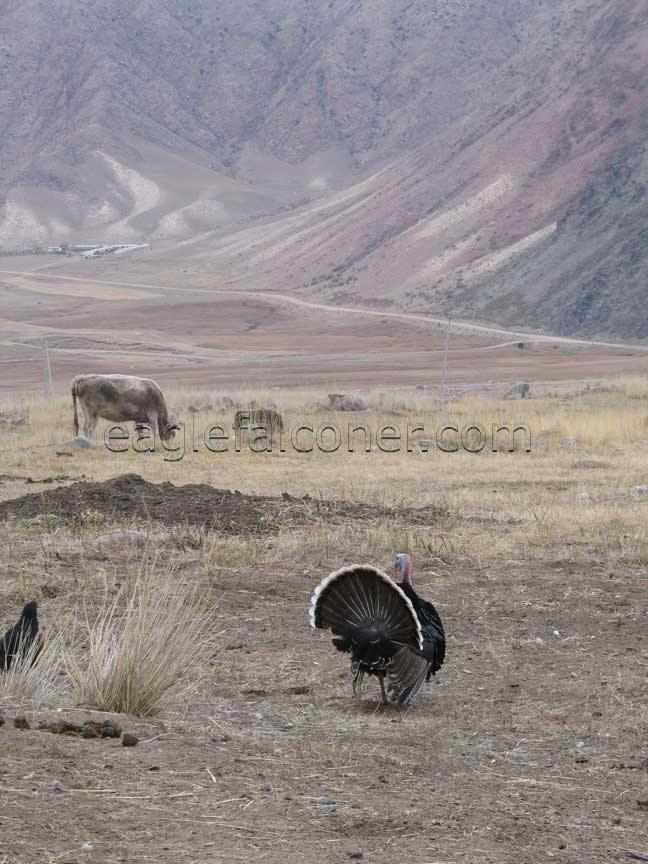 Kyrgyz Turkey