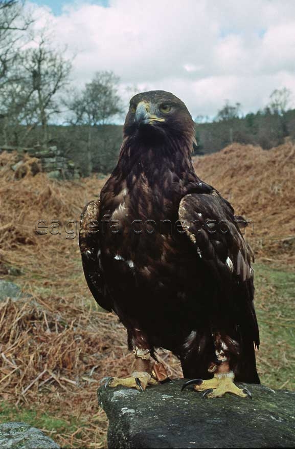Edward, male Golden Eagle