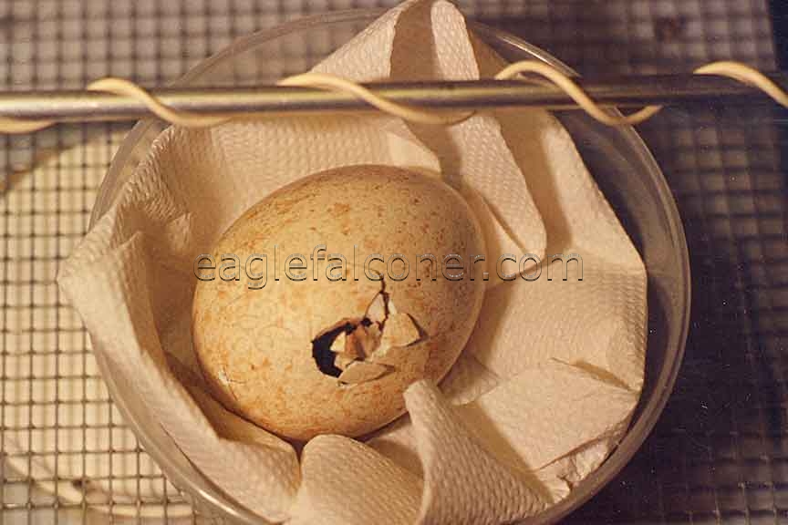 Eagle Egg