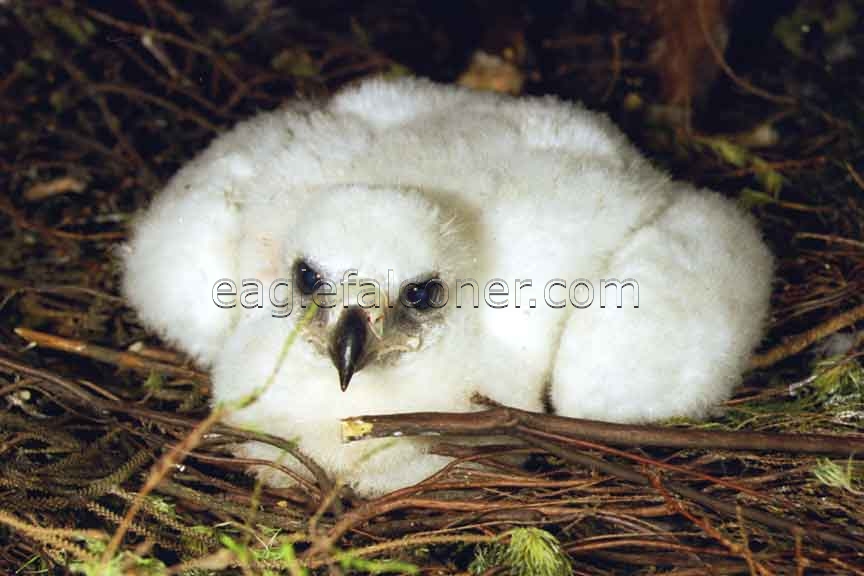 Three week old eaglet