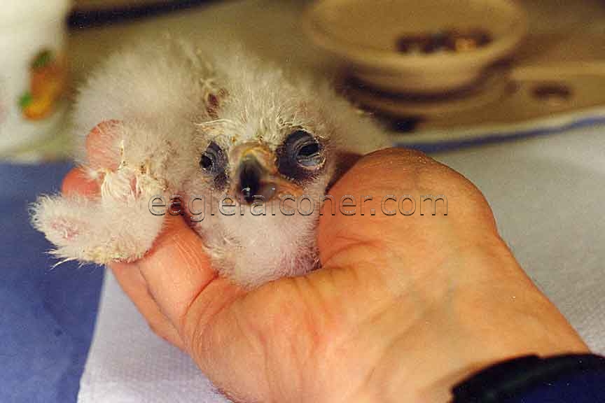 Young eaglet