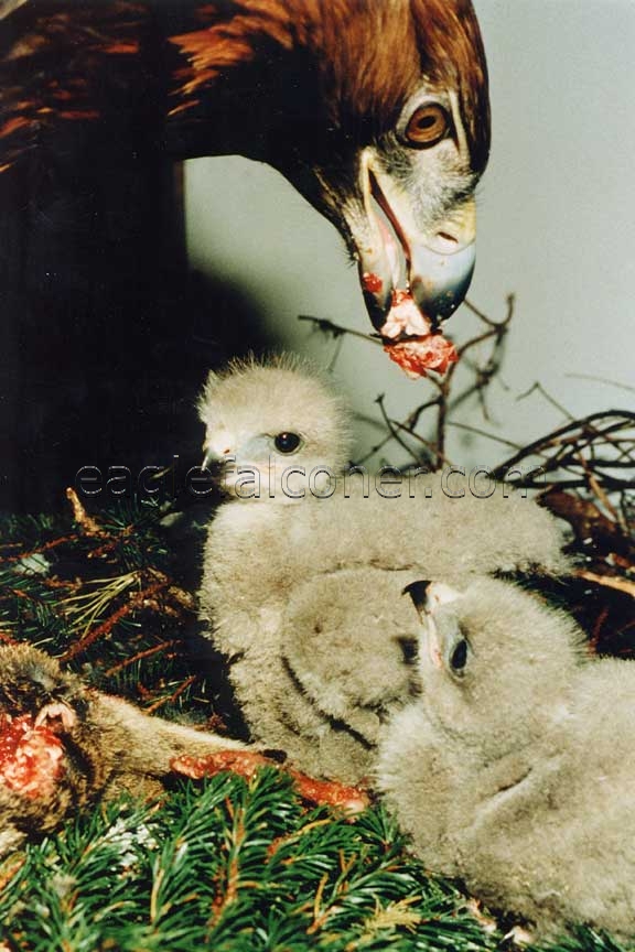 Eagle feeding young