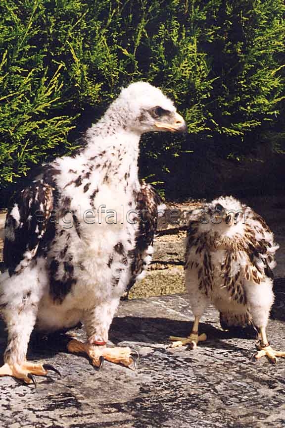 Golden Eagle and Goshawk