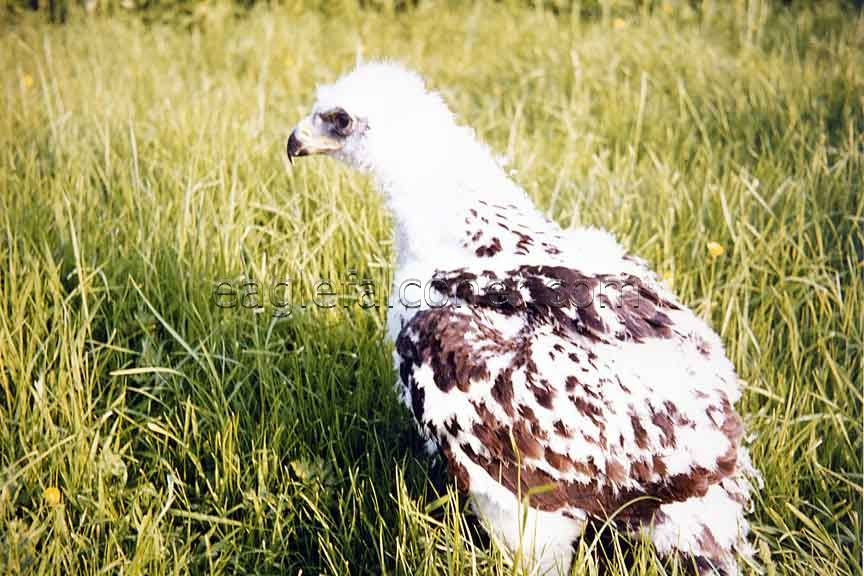 Golden Eaglet